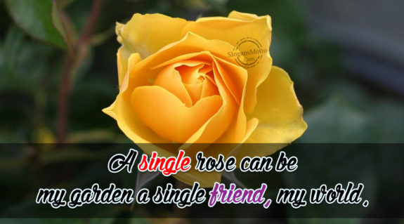 a-single-rose-can-be-my-garden