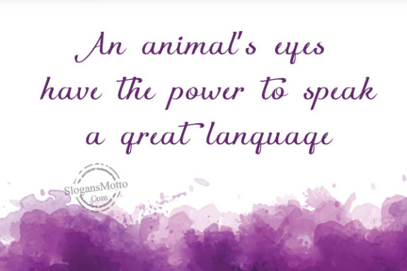 An animal’s eyes have the power to speak a great language