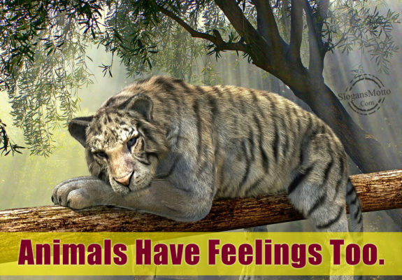 Animals Have Feelings Too