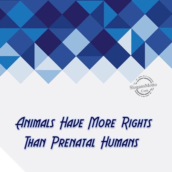 Animals Have More Rights