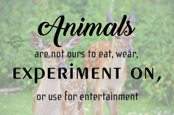 Animals are not ours to eat, wear, experiment on, or use for entertainment