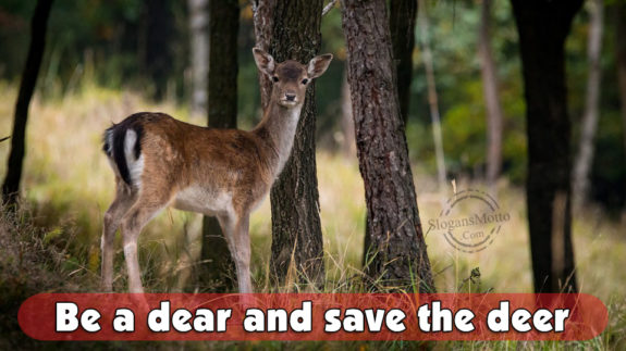 Be A Dear And Save The Deer