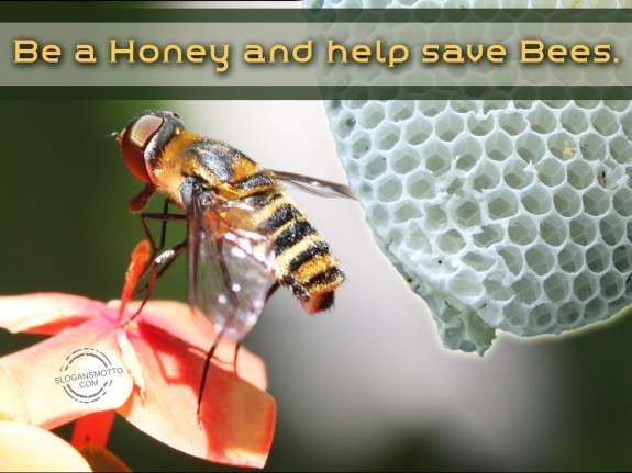Be a Honey and help save Bees.