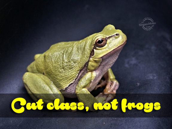 cut-class-not-frogs