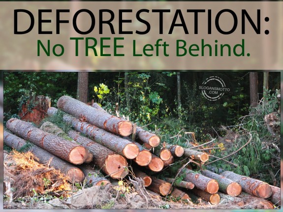 Deforestation No tree left behind