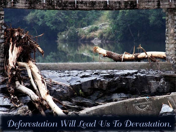 Deforestation will lead us to devastation
