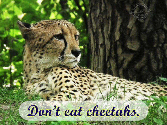 Don't Eat Cheetahs