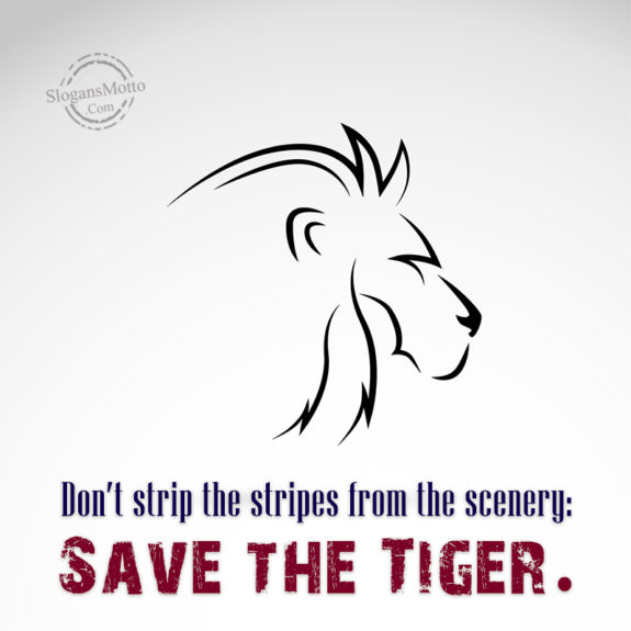  Dont Strip The Strips From The Scenery