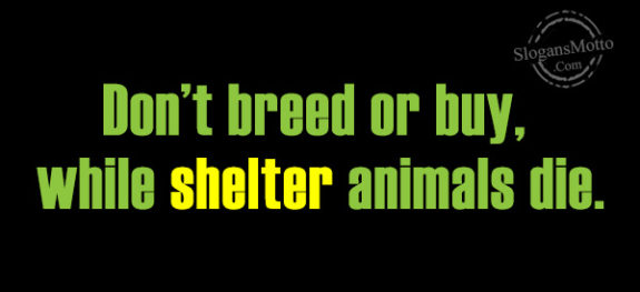 dont-breed-or-buy