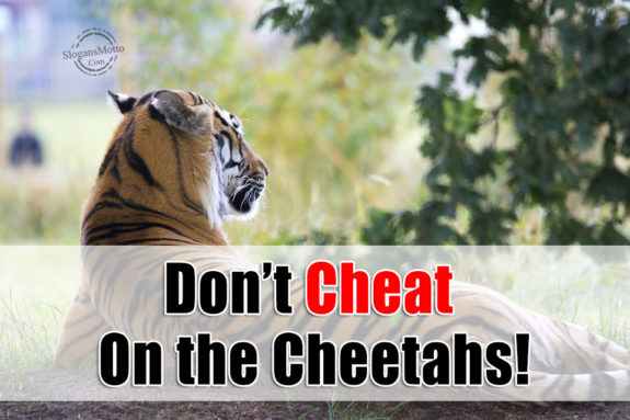 dont-cheat-one-the-cheetahs