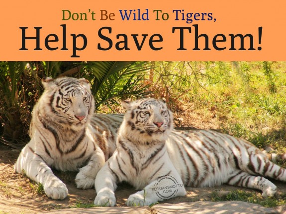 Don’t be wild to tigers, help save them!