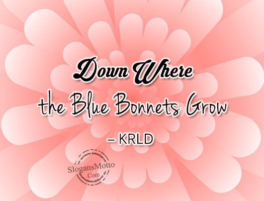 down-where-the-blue-bonnets