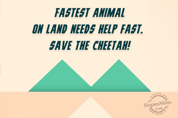 fastest-animal-on-land-needs