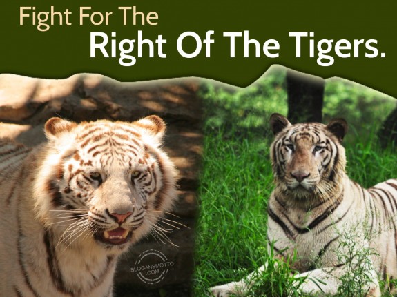 Fight For The Right Of The Tigers.