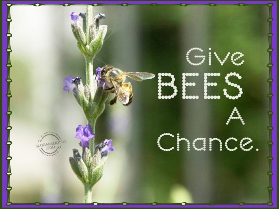 Give bees a chance.