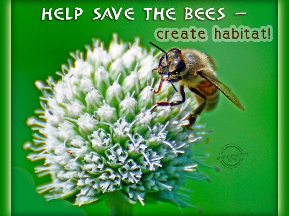 Help save the bees – create habitat!