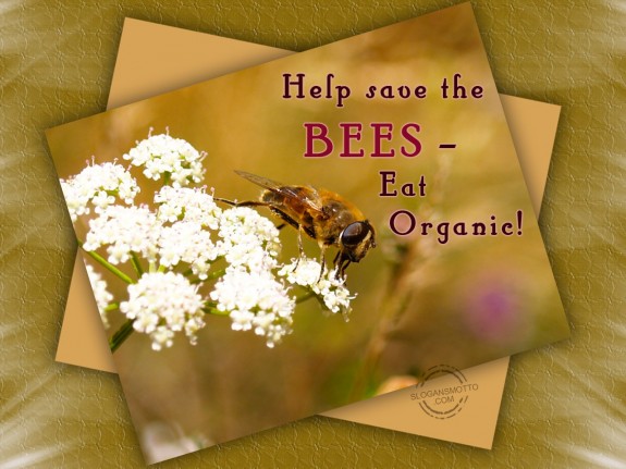 Help save the bees – eat organic!