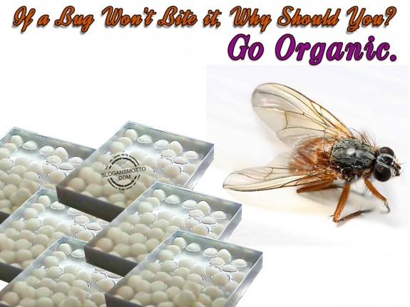 If a bug won’t bite it, why should you Go organic