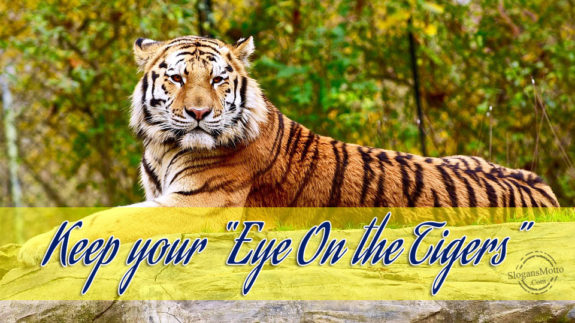 keep-your-eye-on-the-tigers