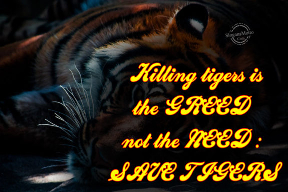 killing-tigers-is-the-greed
