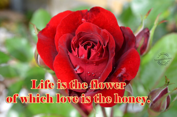 life-is-the-flower-of-which-love