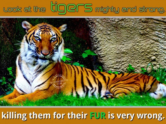 Look at the tigers mighty and strong, killing them for their fur is very wrong.