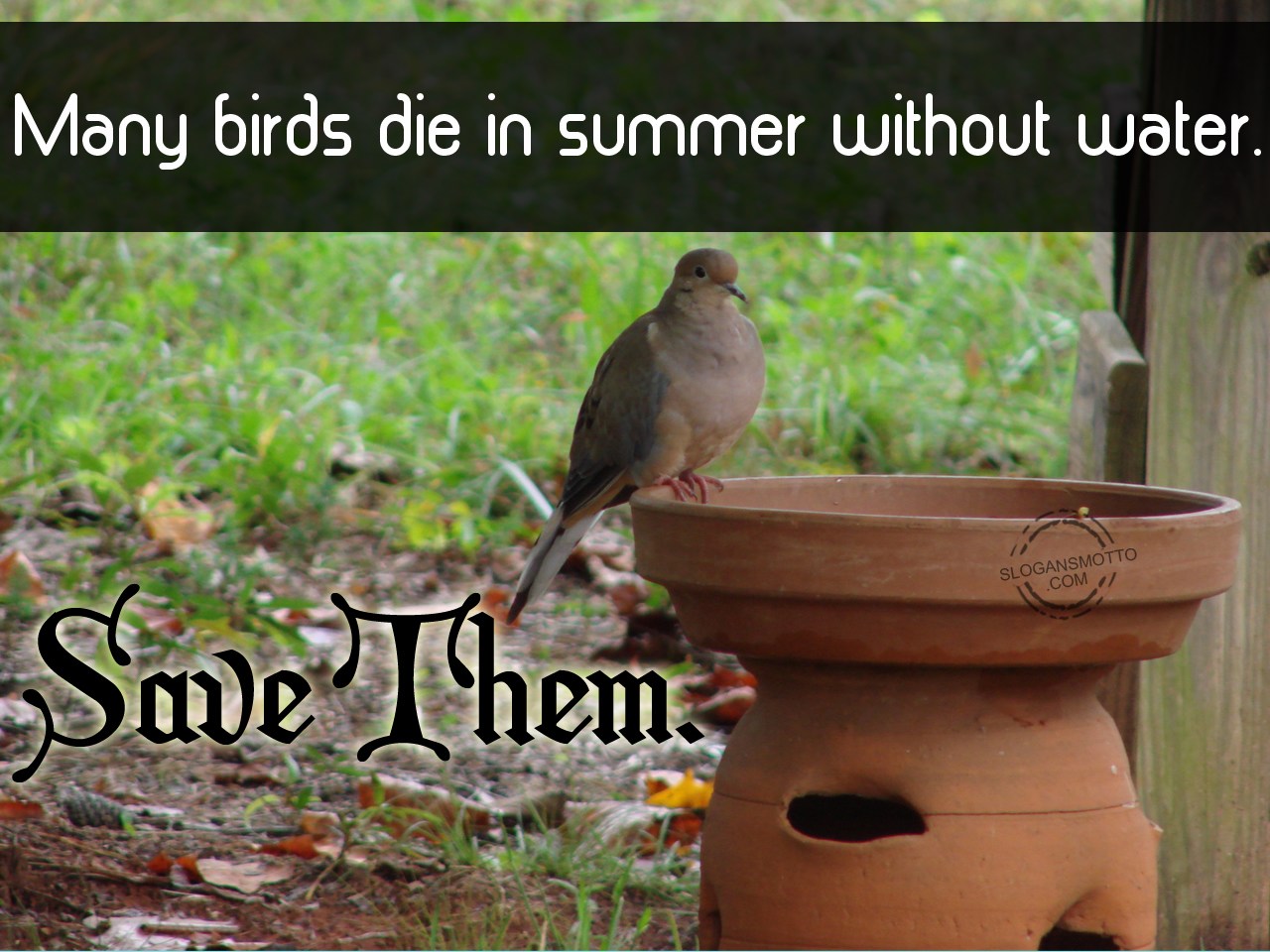 Slogans For Saving Birds Slogans For Saving Birds