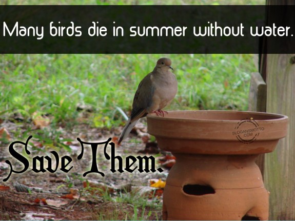 Many birds die in summer without water …. Save them.