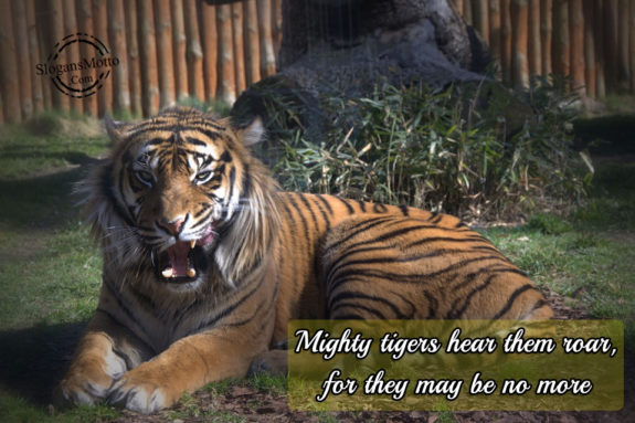 Mighty Tigers Hear Them Roar