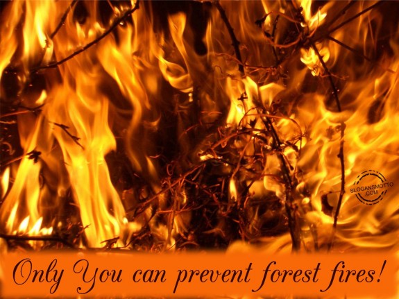 Only You can prevent forest fires