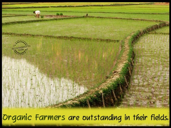 Organic Farmers are outstanding in their fields