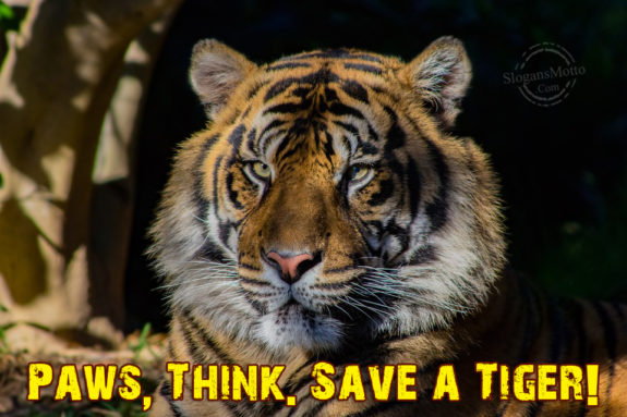 Paws Think Save A Tiger