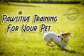 Pawsitive Training For Your Pet.