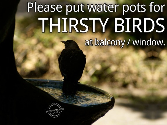 Please put water pots for thirsty birds at balcony  window.