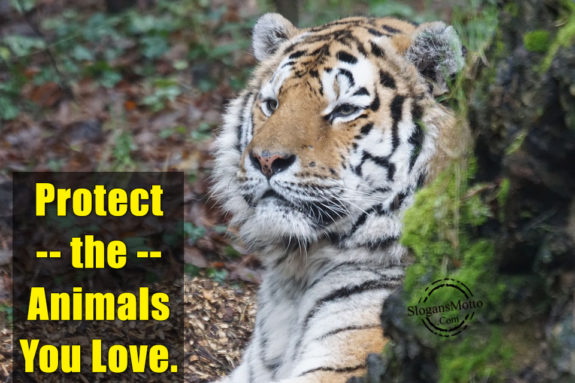 Protect The Animals You Love