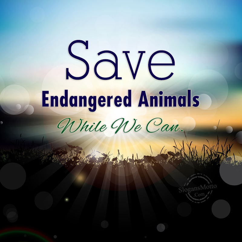 Save Endangered Animals While We Can. 