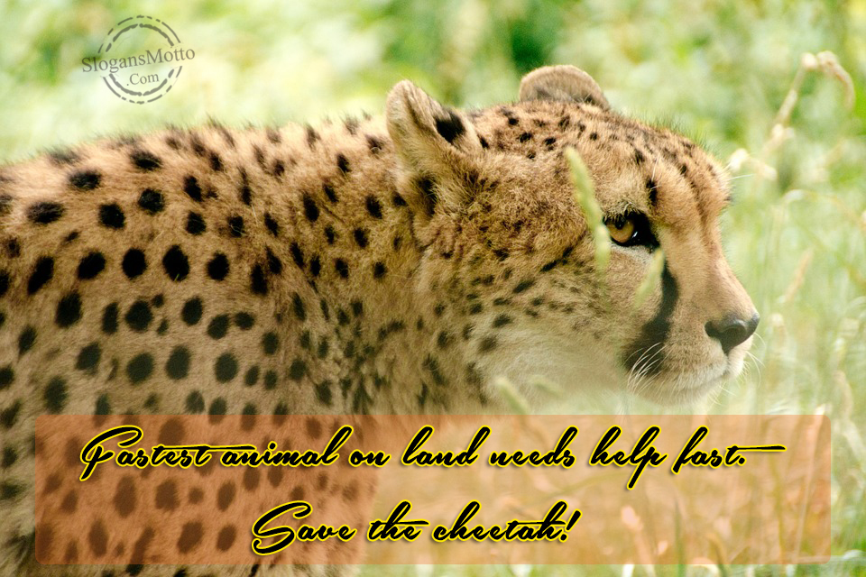 Fastest animal on land needs help fast. Save the cheetah! 