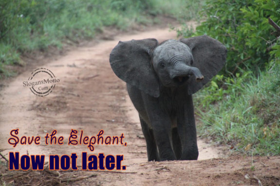 Save The Elephant
