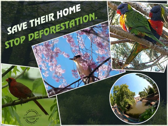 Save Their Home Stop Deforestation