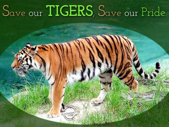 Save our Tigers, Save our Pride.