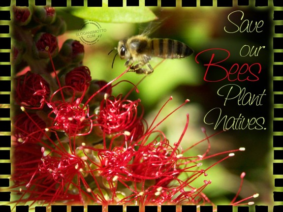 Save our bees plant natives.