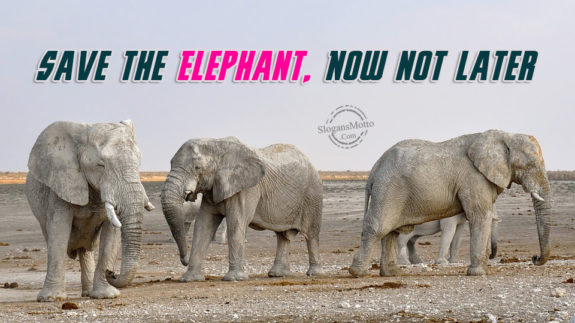 save-the-elephant-now-not-later