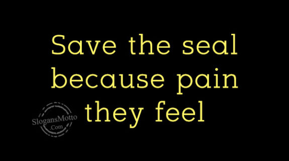 save-the-seal-because-pain-they-feel
