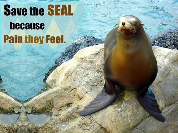 Save the seal because pain they feel.