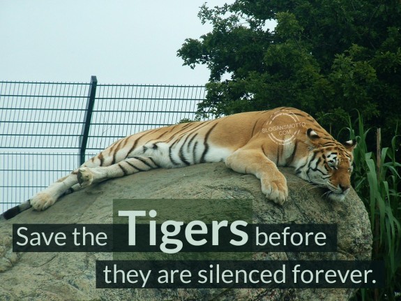 Save the tigers before they are silenced forever.