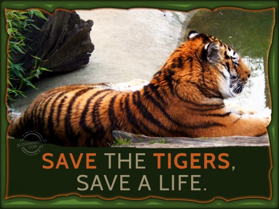 Save the tigers, save a life.