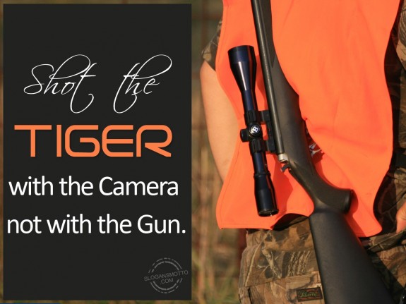 Shot the “tiger” with the camera not with the gun.