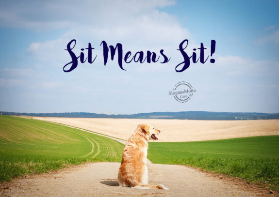Sit Means Sit!