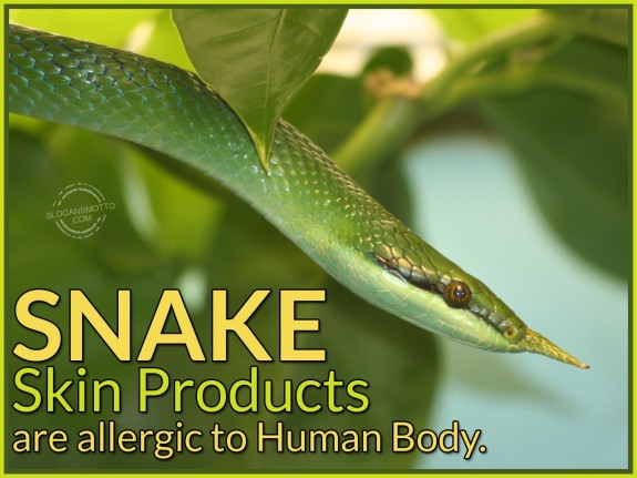 Snake skin products are allergic to human body.