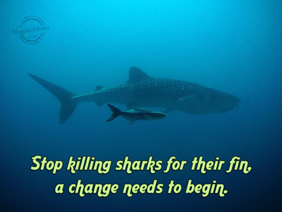 Stop Killing Sharks For Their Fin